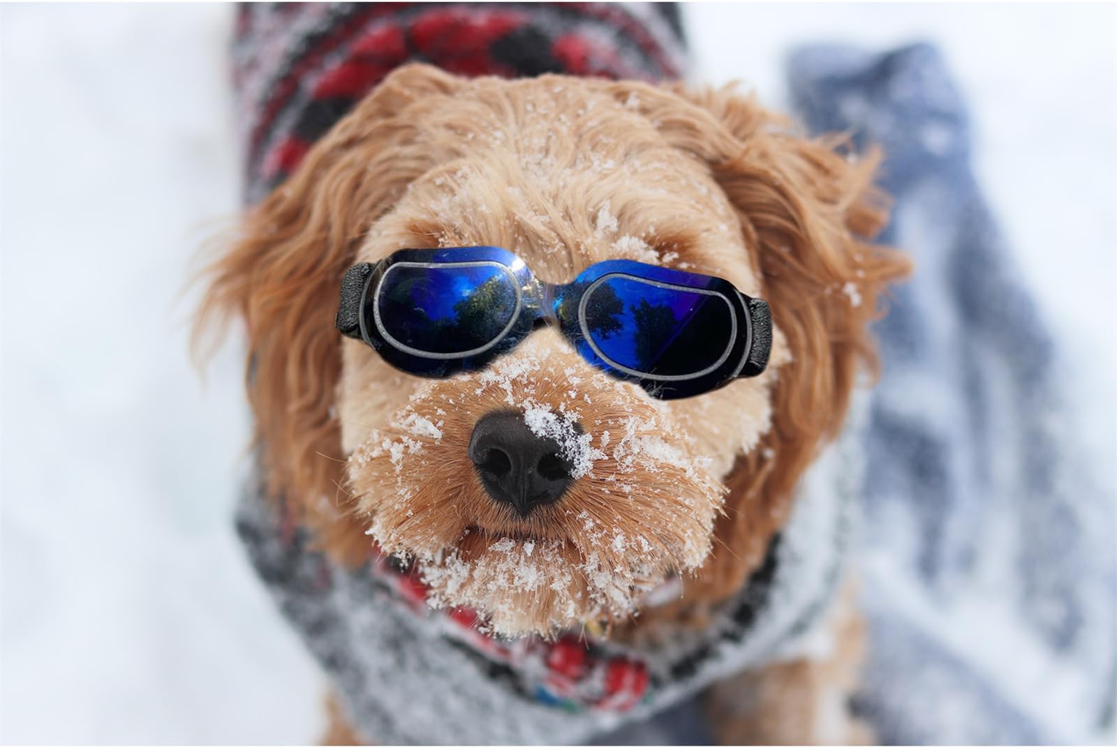 Enjoying Dog Goggles Small Breed, Puppy Sunglasses Uv Protection, Summer Dog Eye Protection For Small Dogs Outdoor Driving Riding, Winter Antifog Dog Snow Goggles, Cool Blue