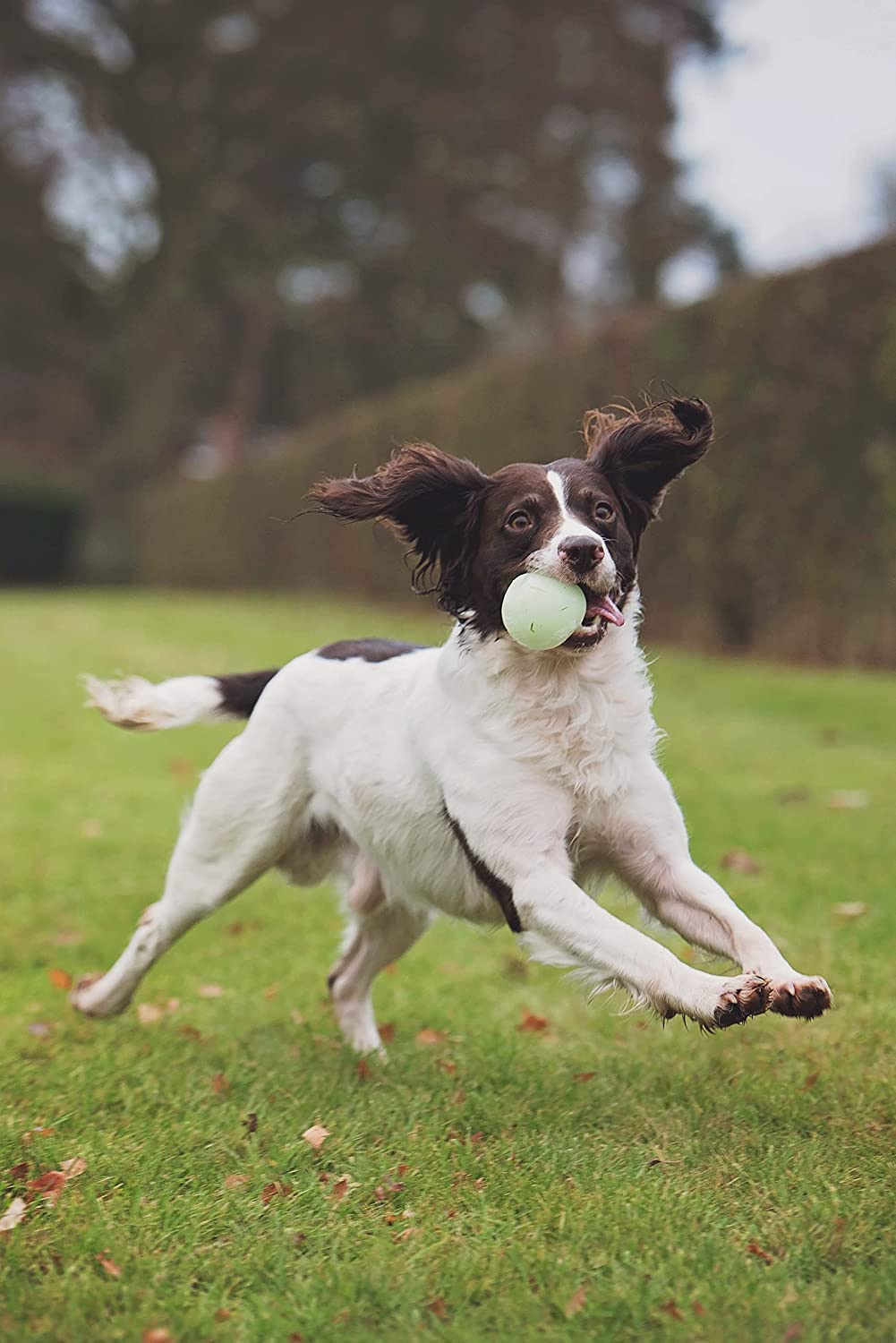 Chuckit! Max Glow Ball Dog Toy