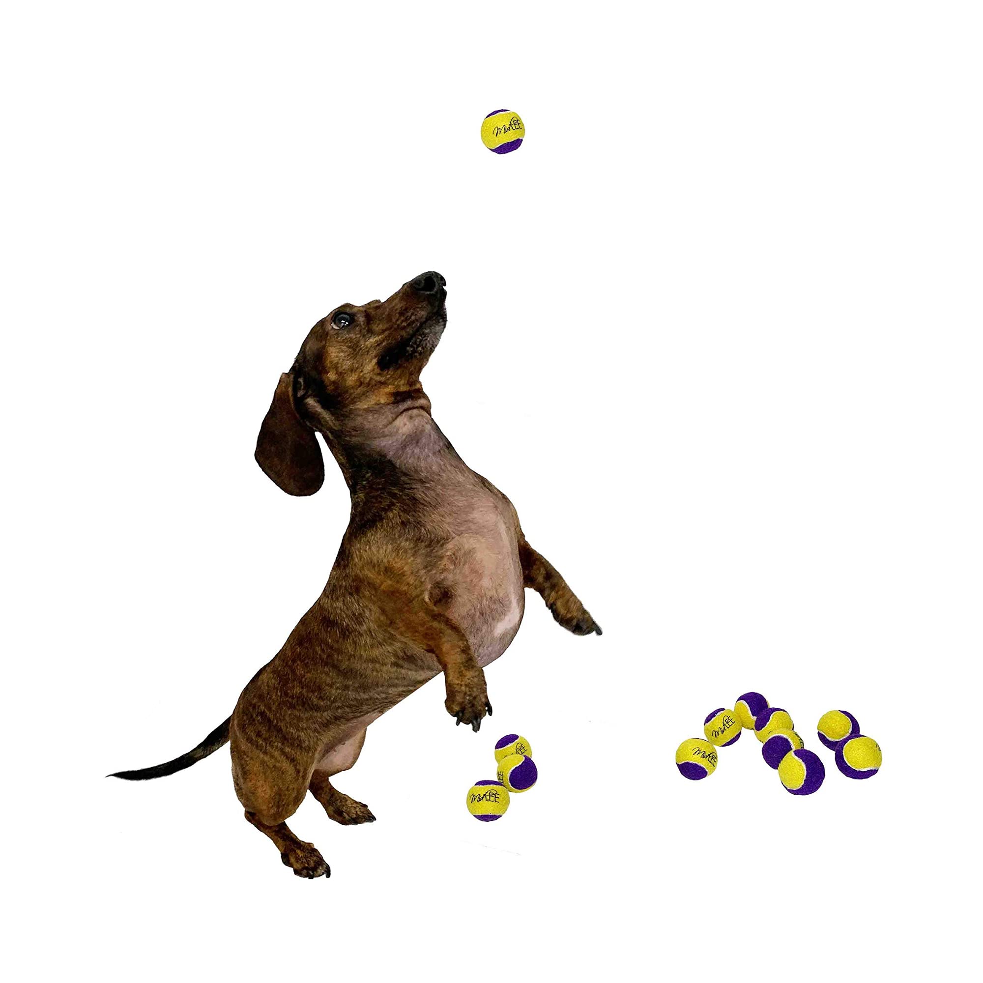 Midlee Squeaky Mini Tennis Ball For Dogs 1.5'- Pack Of 12 (Yellow/Purple)- Pet Fetch Small Squeaker Interactive Squeaking Dog Toy