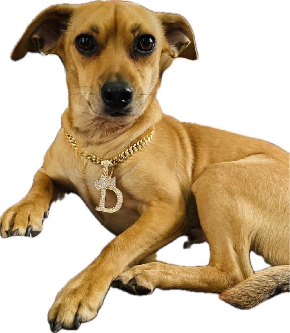 Initial Letter Cuban Chain Dog Chain Pet Chain Pet, Cat, Puppy Necklace (D, 12')