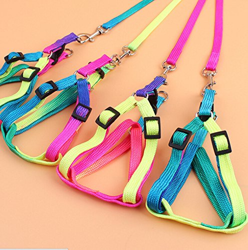 Hypeety Pet Bird Harness And Leash With Buckle Adorable Rainbow Design Safe Parrot Leash Pet Harness Outdoor Adjustable Anti Bite Training Rope For Macaw Large Size Bird (1.5Cm × 47.24In)