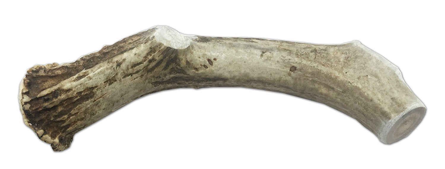 CZ Grain XXL Jumbo Deer Antler for Dogs, for The Big Chewer - Premium Grade A Deer Antler Dog Chew - Long Lasting Dog Treat for