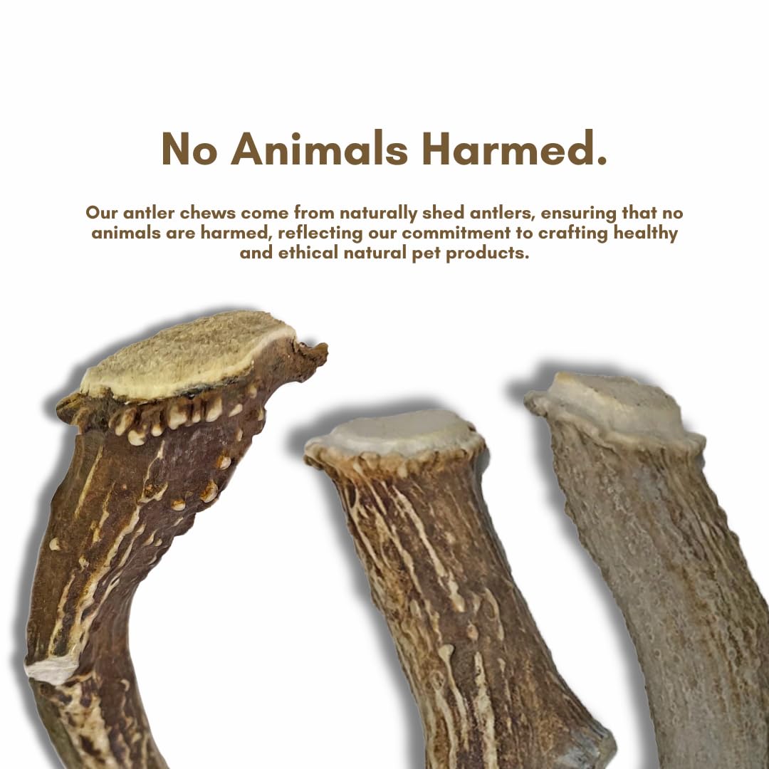 WhiteTail Naturals - Premium Split Elk Antlers for Dogs - (3 Pack Small to Medium) - All Natural, Dog Chew Bones - Naturally She