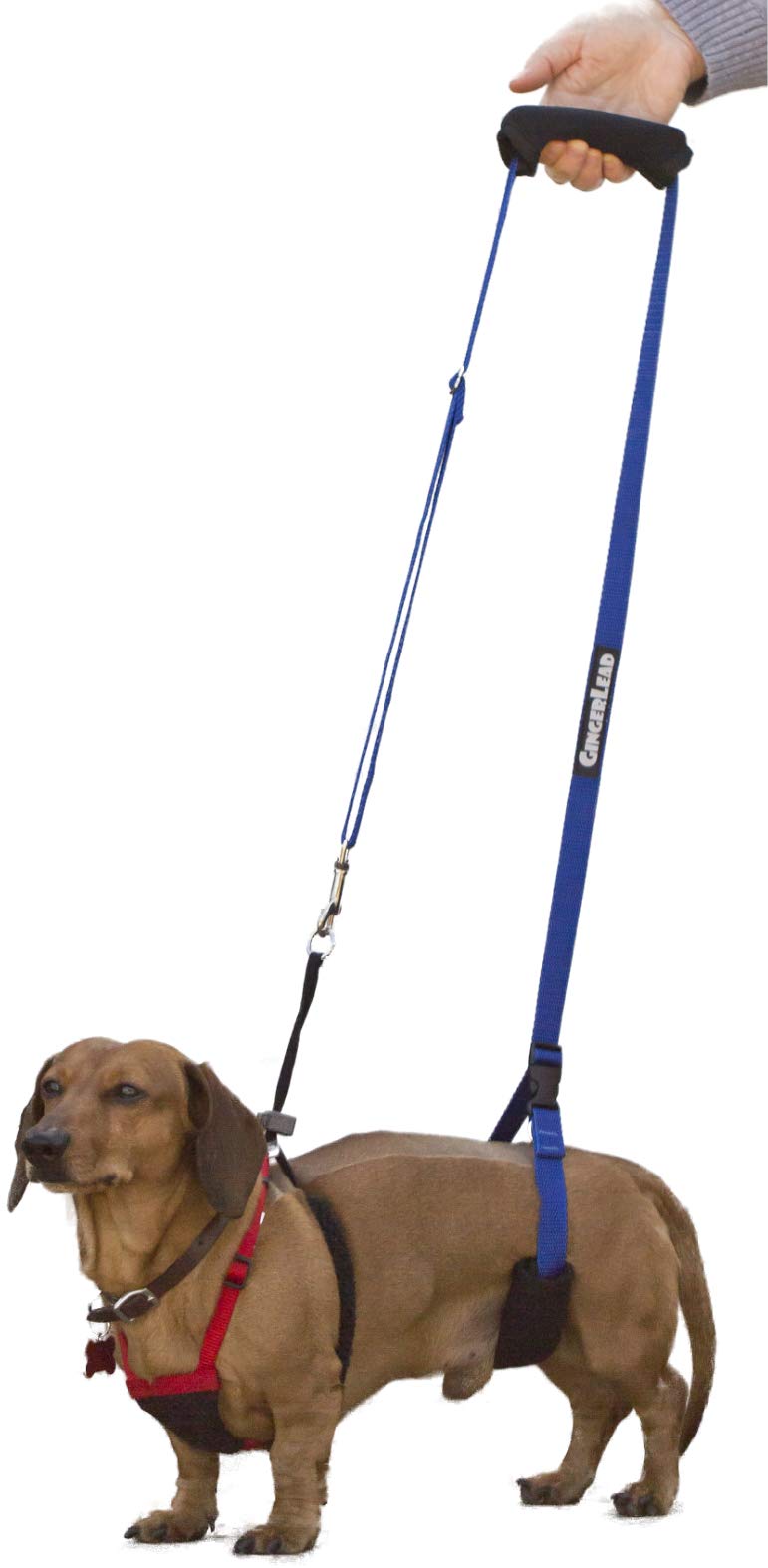 Gingerlead Dog Sling Hip Support Harness, X-Small Fits Little Pets Under 25 Lbs And Dachshunds With Ivdd, Spinal Disc Disease, O