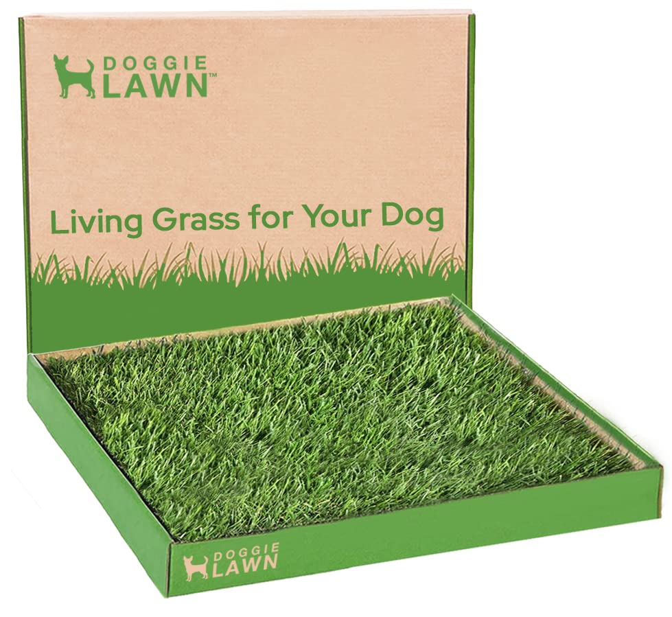 Doggielawn Real Grass Puppy Pee Pads- 24 X 24 Inches - Perfect Indoor Litter Box For Dogs - No Mess, Easy-To-Use - Potty Training For Pets - Eco-Friendly Disposable Bathroom With Real Living Grass