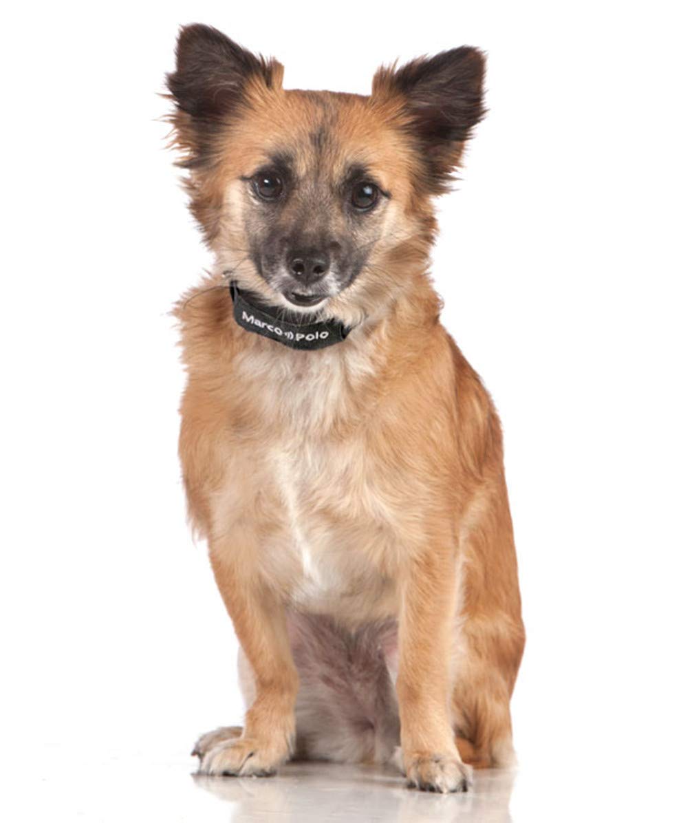 Marco Polo Advanced Pet Monitoring, Tracking and Locating System (for Dogs and Cats 5 lb and Larger)