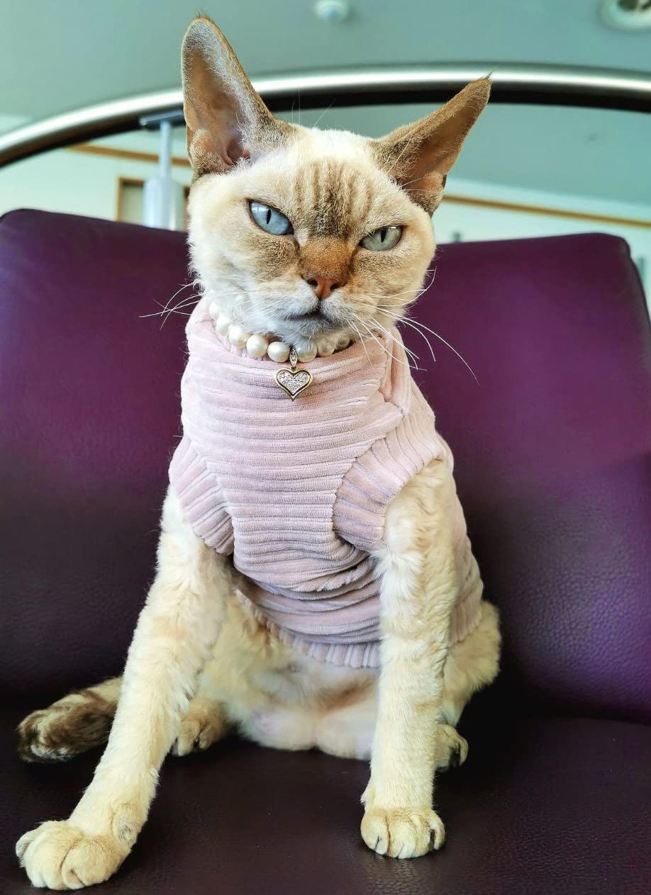 Kotomoda Cat'S T-Shirt Corduroy For Sphynx And Naked Cats, Cat Onsie, Cat Body Suit, Cat Suit, Cat Clothing, Cat Coat, Kitten Ba
