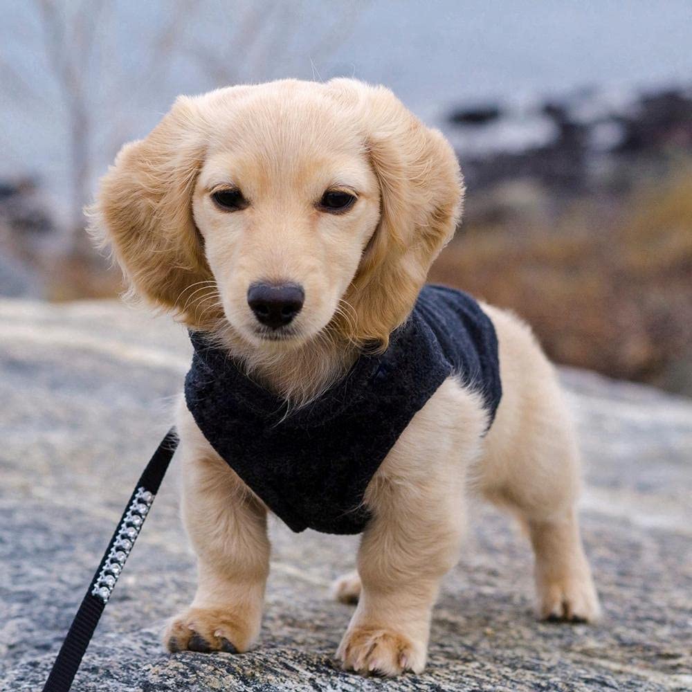 Gooby Fleece Vest Dog Sweater - Black, Medium - Warm Pullover Fleece Dog Jacket With O-Ring Leash - Winter Small Dog Sweater Coa