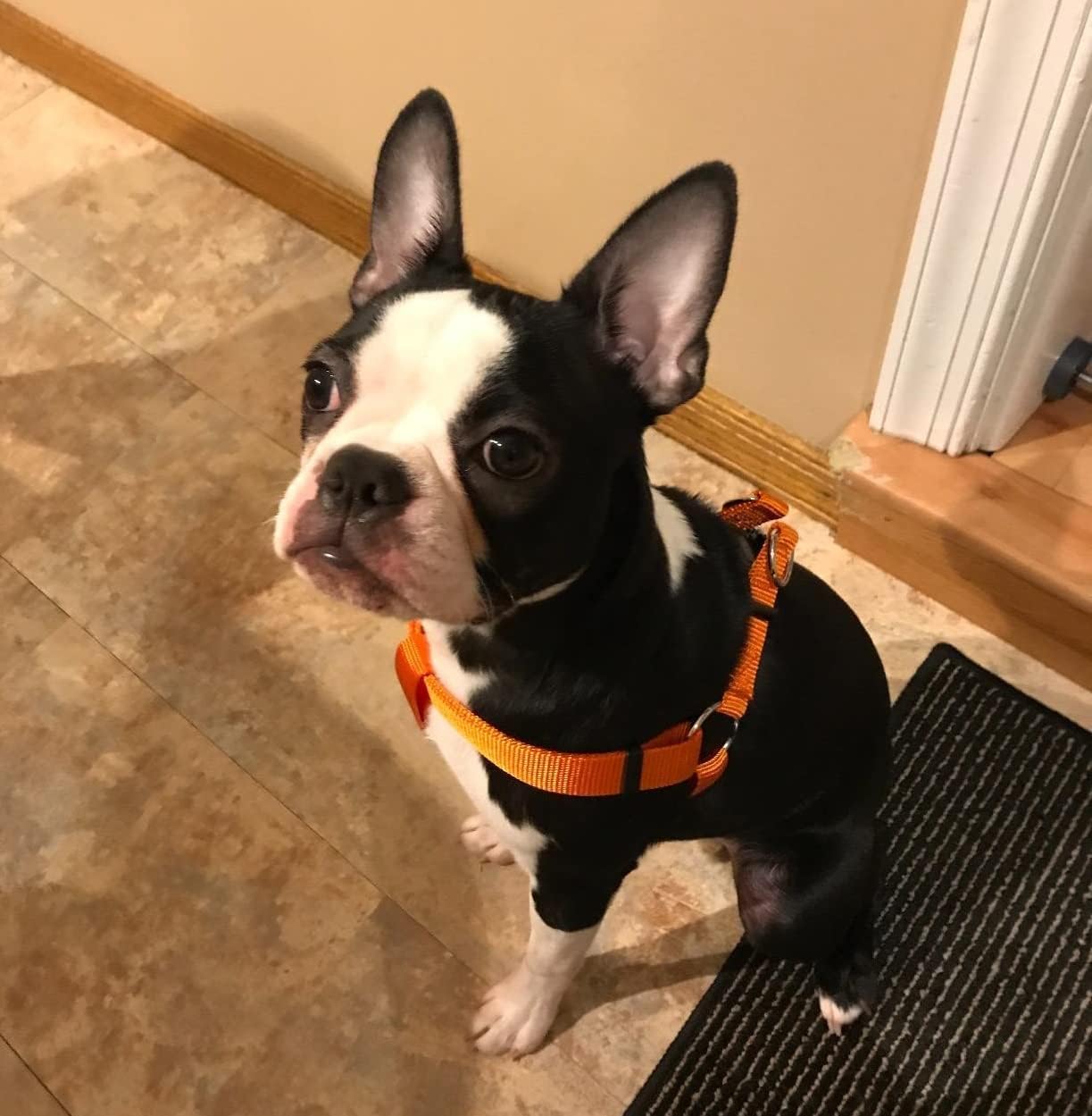 Pupteck No Pull Dog Harness Soft Adjustable Basic Nylon Step In Puppy Vest Outdoor Walking With Id Tag Medium Orange