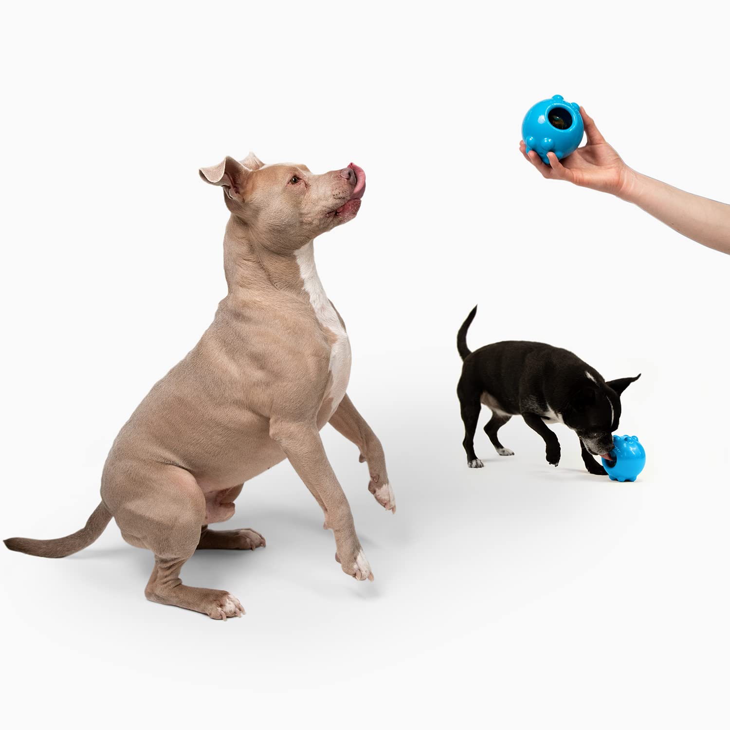 Jolly Pets Jolly Dipper Treat Dispensing Dog Toy; 3 Small/Medium Dogs, Blue