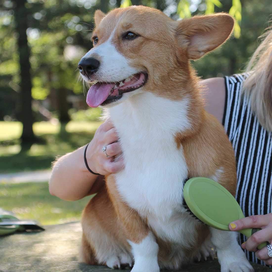 Coastal Pet Safari Bristle Dog Brush, Brush, Small (8' L X 2' W)