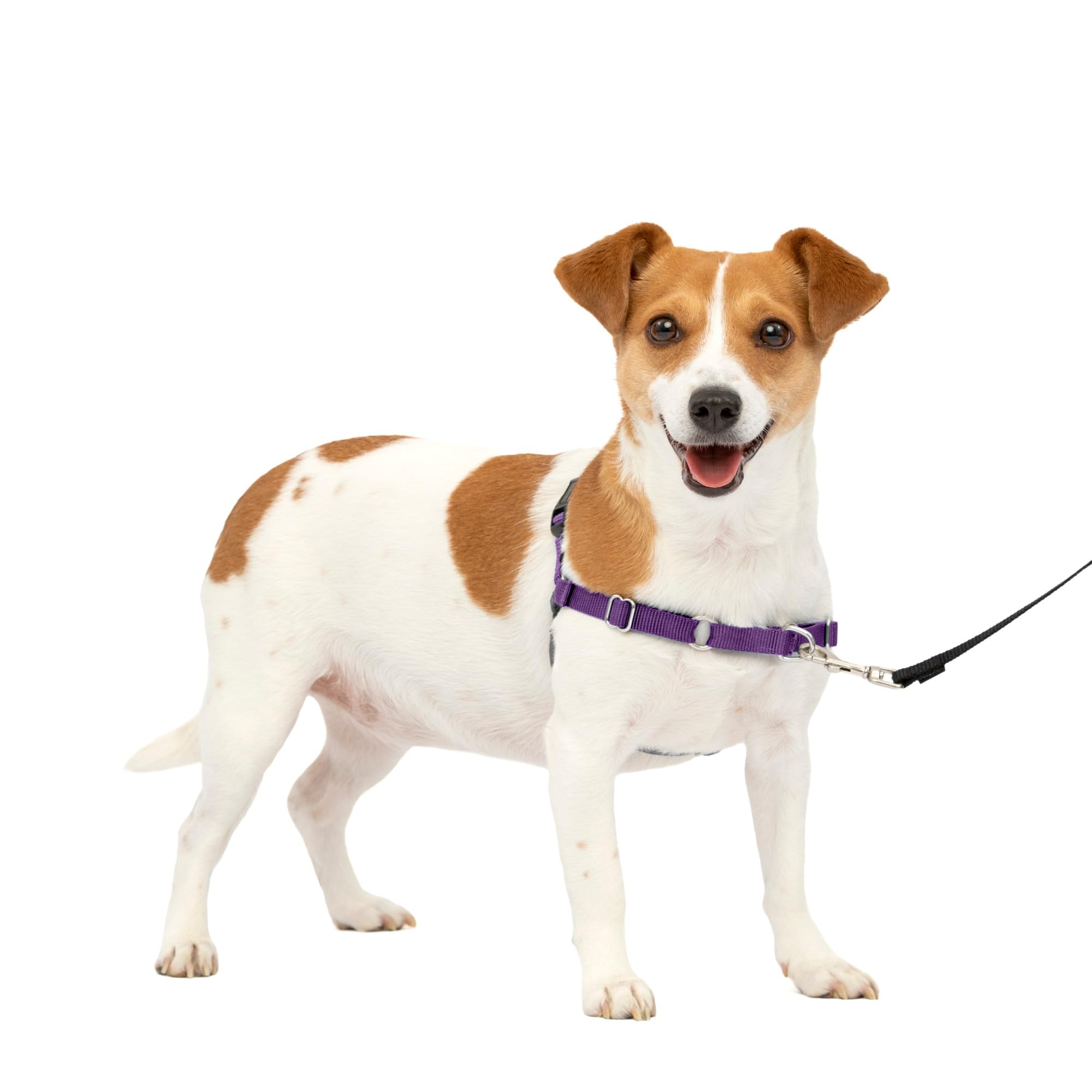 Petsafe Easy Walk No-Pull Dog Harness - The Ultimate Harness To Help Stop Pulling - Take Control & Teach Better Leash Manners - Helps Prevent Pets Pulling On Walks - Small, Deep Purple/Black