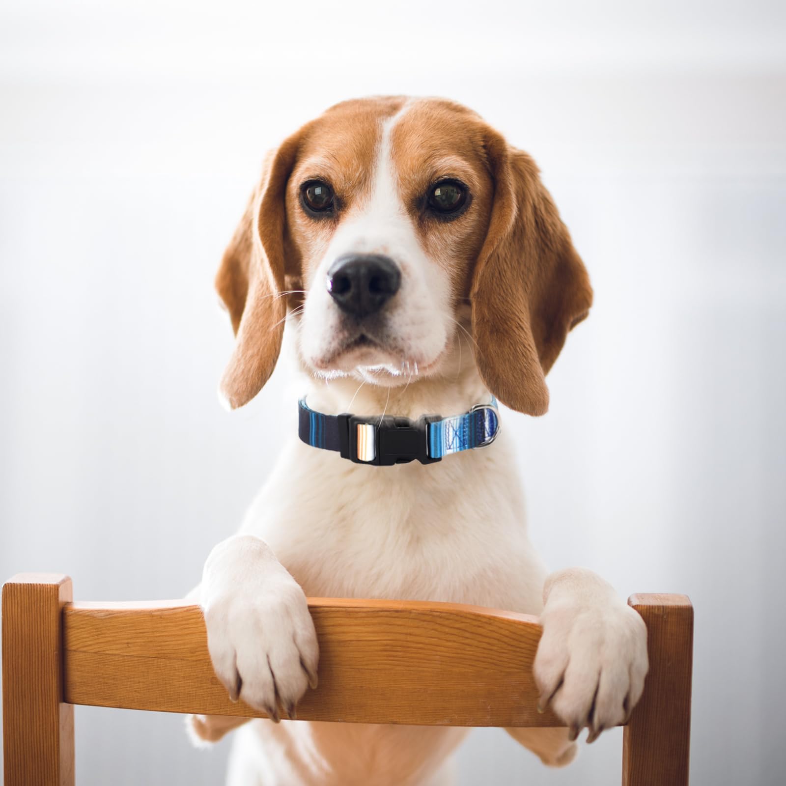 Dog Collars For Small Dogs With Cute Blue Stripes Design For Boys Dog, Adjustable Soft Pet Collar For Xs Small Medium Large Dogs