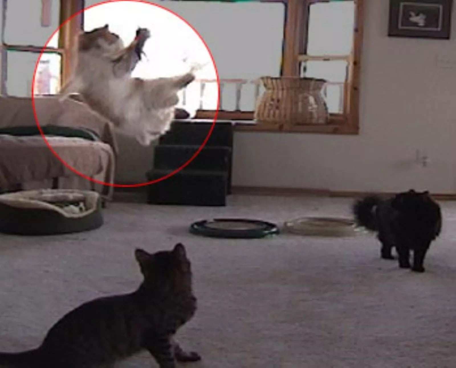 Go Cat Da Bird Single Pole Teaser On 36 Inch Rod