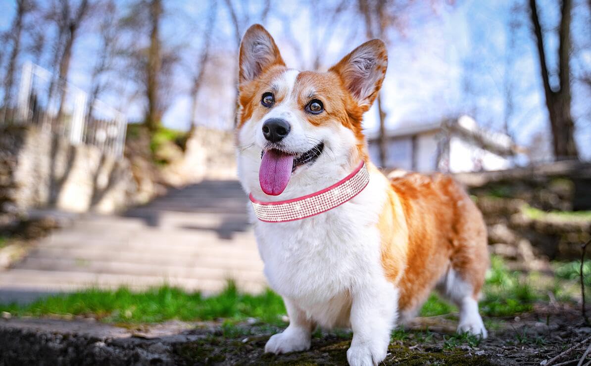 Hot Pink Bling Cat Collar, Rhinestone Dog Collars Girl Diamond Puppy Collar Female Sparkly Sparkle Jewelry Cute Adjustable For X