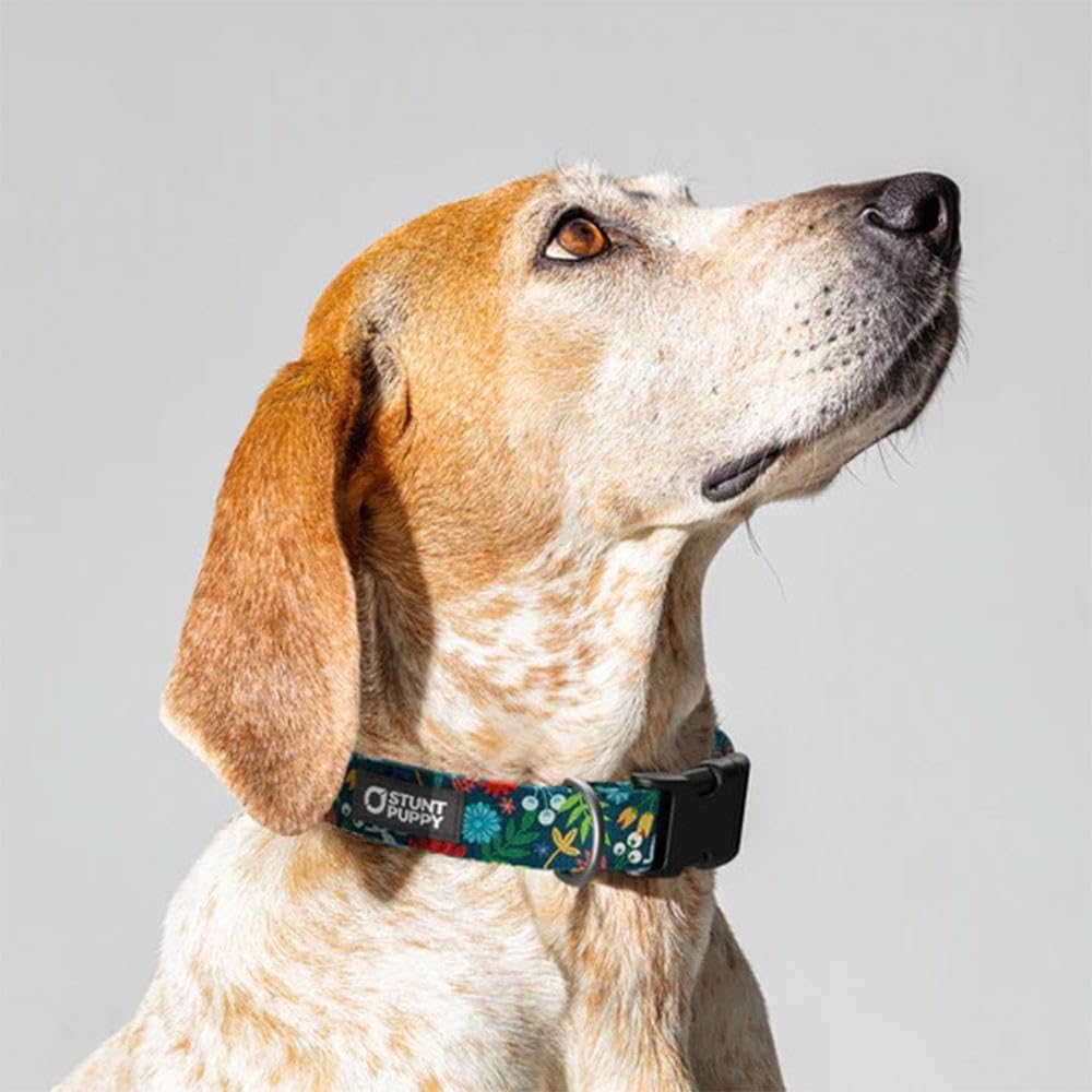 Frolic Fall Everyday Collar Medium