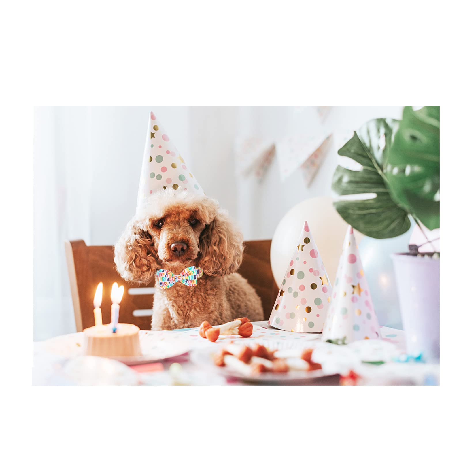 Unqiue Style Paws Birthday Dog Collar, Soft And Cute Dog Bow Tie, Durable Pet Collar With Bow Adjustable Bow Dog Collar For X-Large Dogs