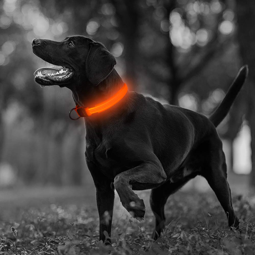 Illumifun Led Dog Collar, Usb Rechargeable Led Collar For Dogs Glow In The Dark, Reflective Light-Up Collar Make Your Dogs Safe& Seen At Night (Orangeⅲ, Small)