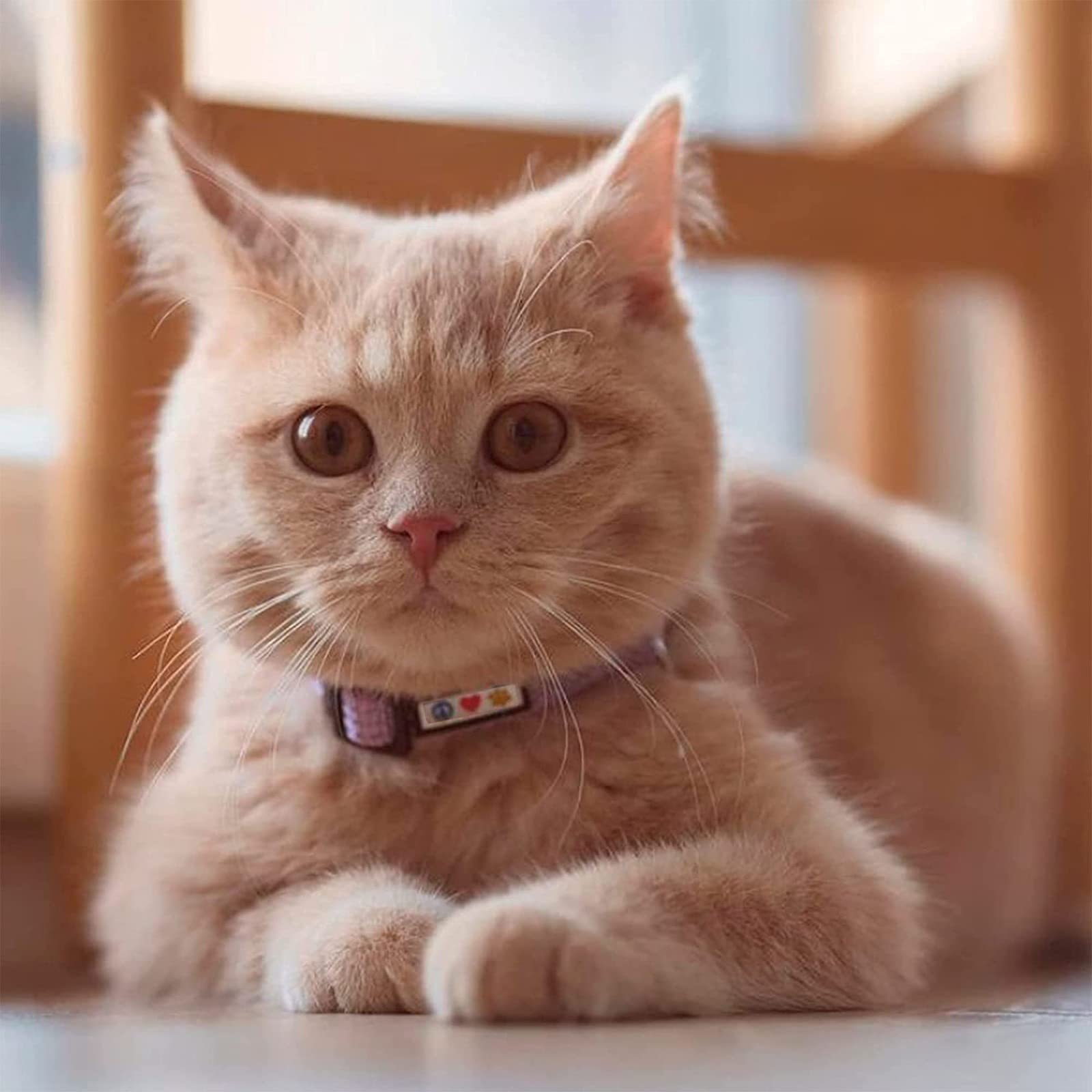 Pawtitas Reflective Cat Collar with Safety Buckle and Removable Bell Cat Collar Kitten Collar Black Cat Collar