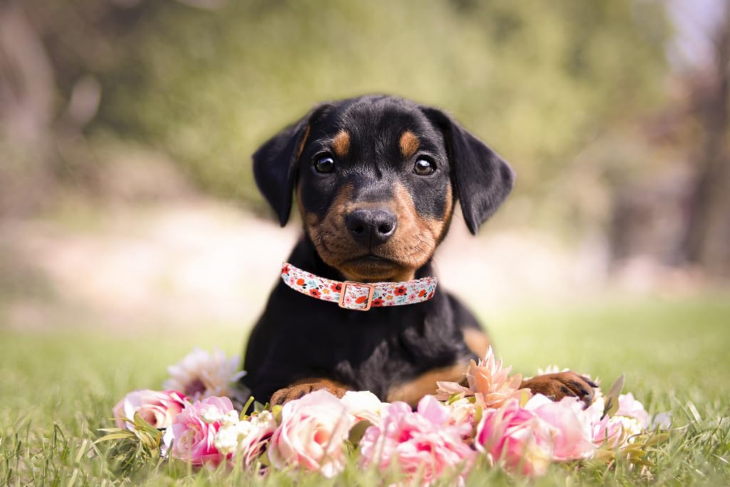 Lionet Paws Dog Collar, Adjustable Cute Collar With Metal Buckle For Male Female Puppies,Summer Flower, Xs, Neck 8-12 Inches