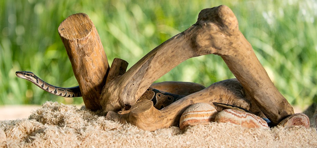 Gal  Pagos (05064) Aspen Digs Shavings Bedding, 8-Quart, Natural