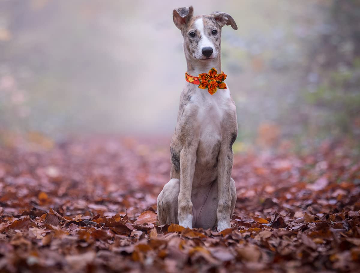 Dogwong Fall Dog Collar With Bow, Halloween Thanksgiving Dog Bowtie Collar, Adjustable Autumn Cotton Maple Leaf Bowtie Dog Fall