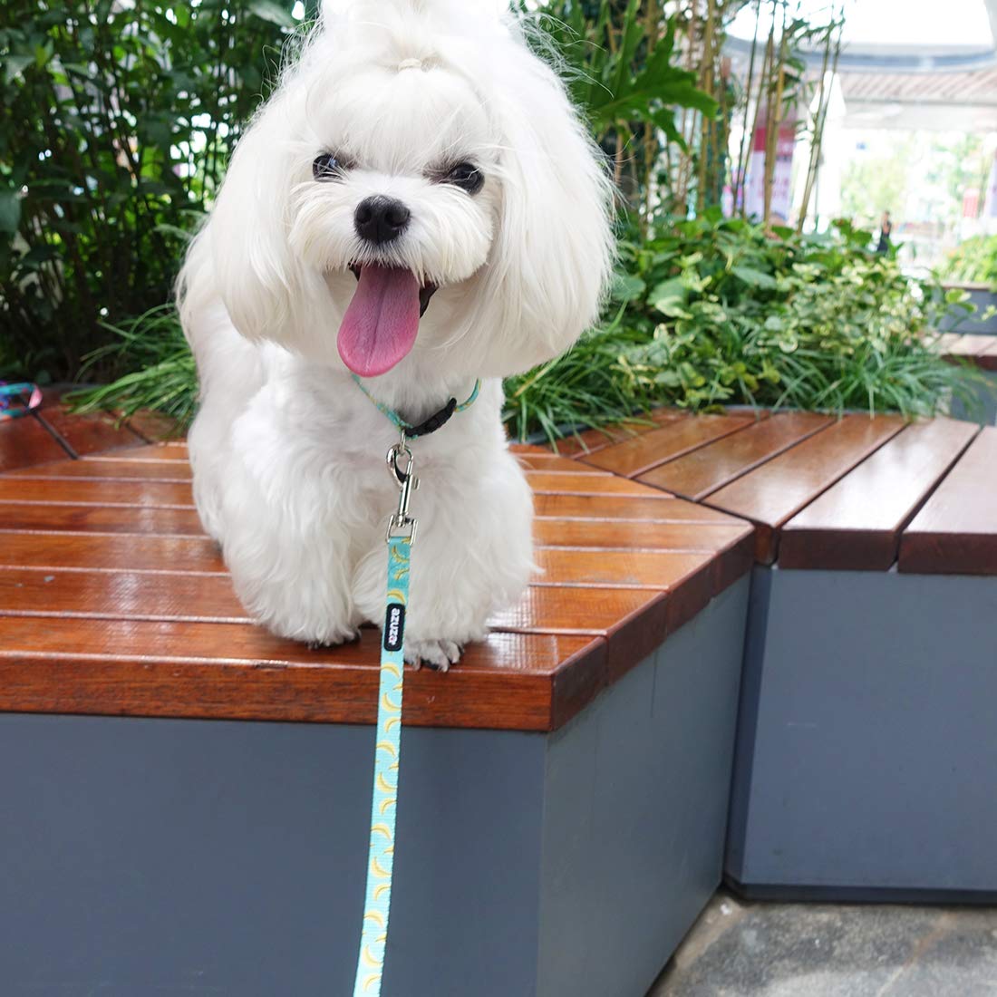 Azuza Dog Collar And Leash Set, Cute Patterns On Nylon Collar And Matching Leash, Great Option For Extra Small Dogs