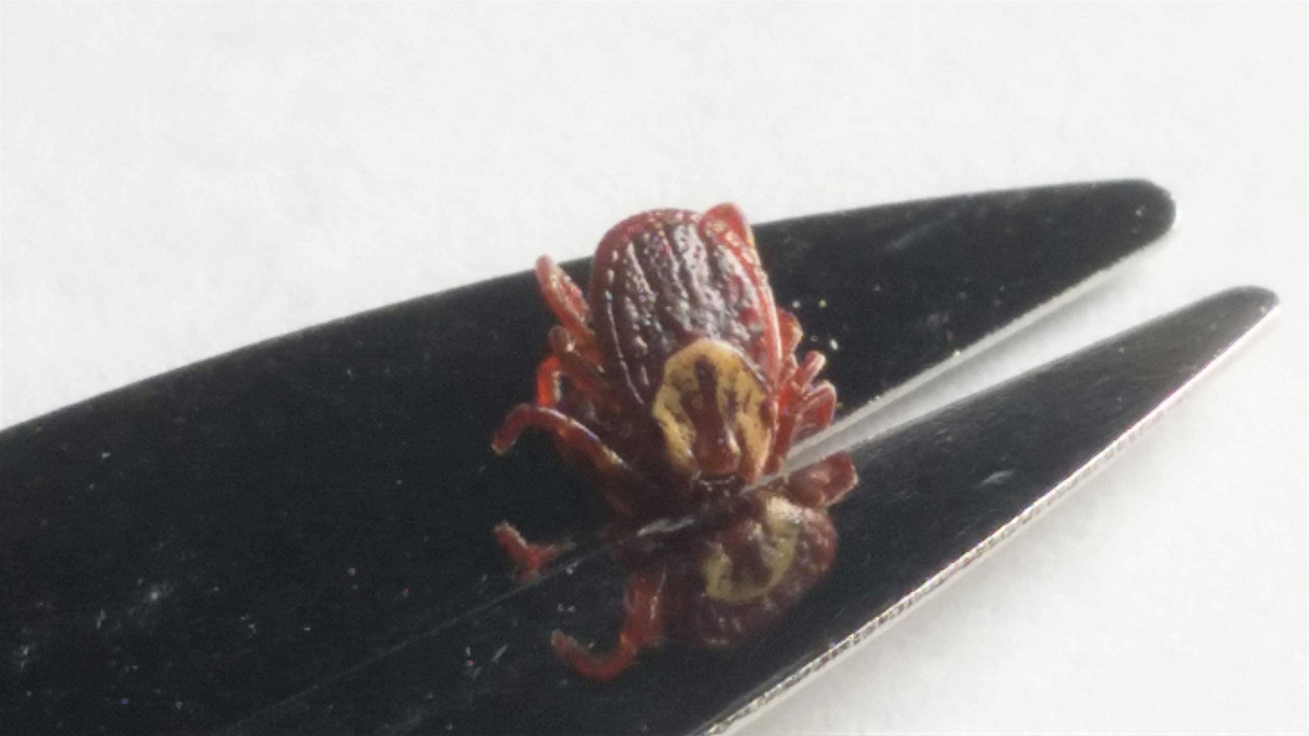 Pro-Tick Remedy 1 Pack Tick Removal Tool For Dogs Cats Horses Humans And Pets - Includes 5X Magnifier Tick Id Card And Tick Remover Pamphlet