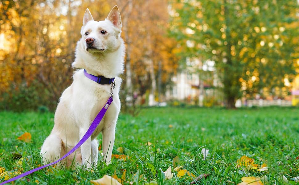Penseepet Basic Dog Leashes 6 Ft Padded Handle Nylon Dogs Leashes For Large Dogs Purple