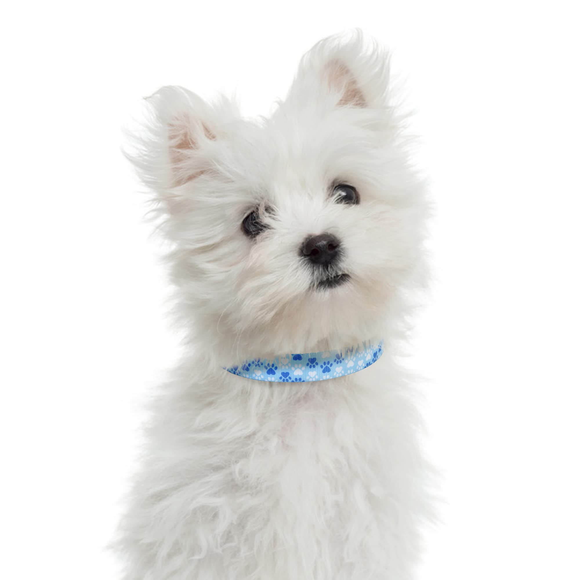 Mile High Life Dog Collar | Nylon Puppy Collars W Cute Patterns | Lightweight Girl Dog Collar | Boy Dog Collar For Small/Medium/Large Dogs (Blue Foot, Small)