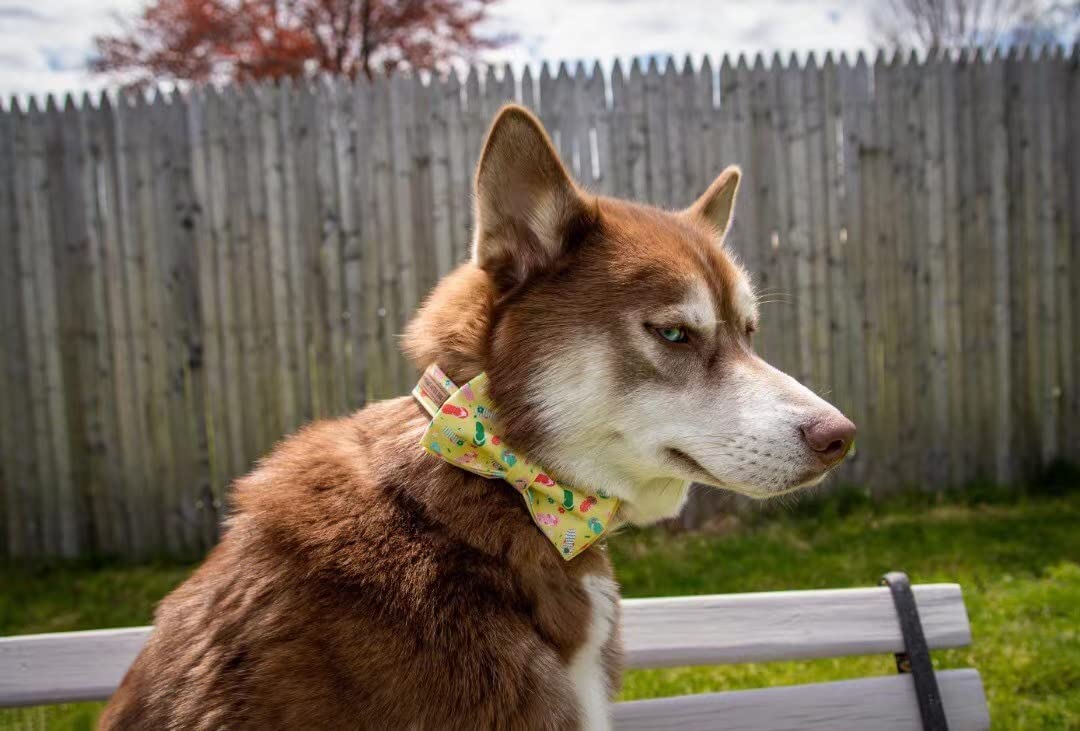 Elegant little tail Dog Collar with Bow, Summer Dog Collar Cute Bowtie Dog Collar Girl Boy Pet Collar for Small Medium Large Dog