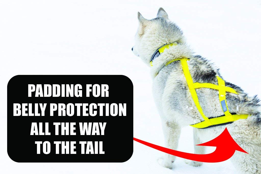 Neewa Sled Pro Harness (Medium, Orange), Dog Pulling Harness, Husky Harness, Mushing Harness, X Back Harness Dog for Dog Exercis