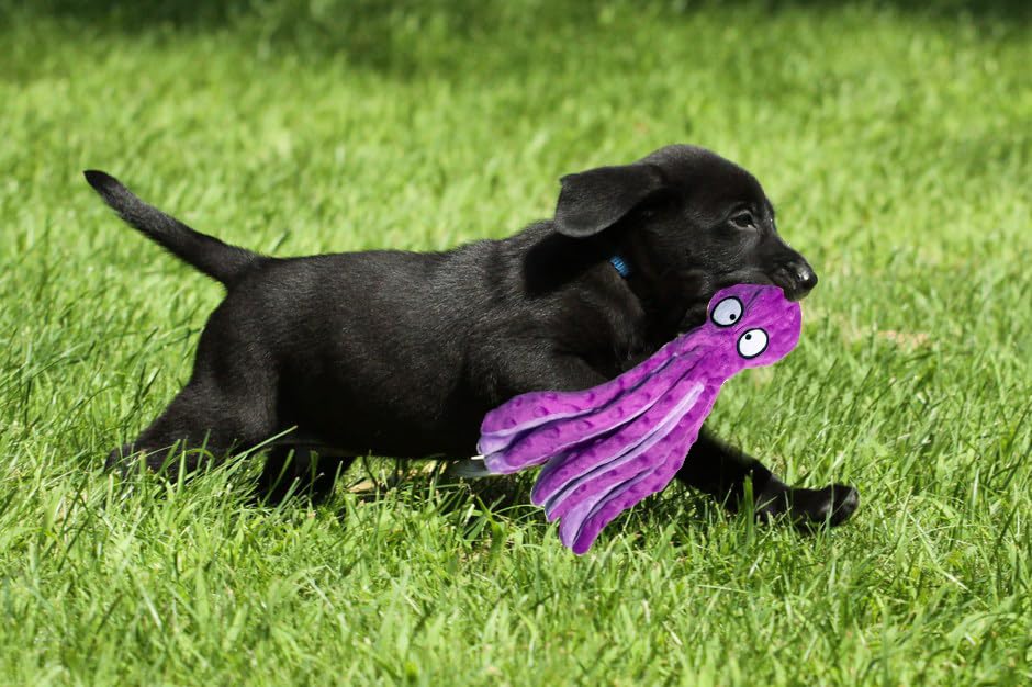 Shaggytailvillage Squeaky Dog Toys, Dog Toys For Small, Medium And Large Breeds, Tough Dog Toys To Keep Them Busy, Durable And Soft Crinkle Plush Puppy Toys For Boredom (Purple Octopus 1Pc)