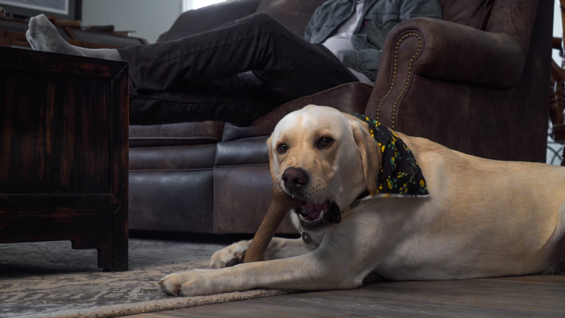 Hero Bonetics?Femur Bone Dog Chew Toy Medium / Peanut Butter