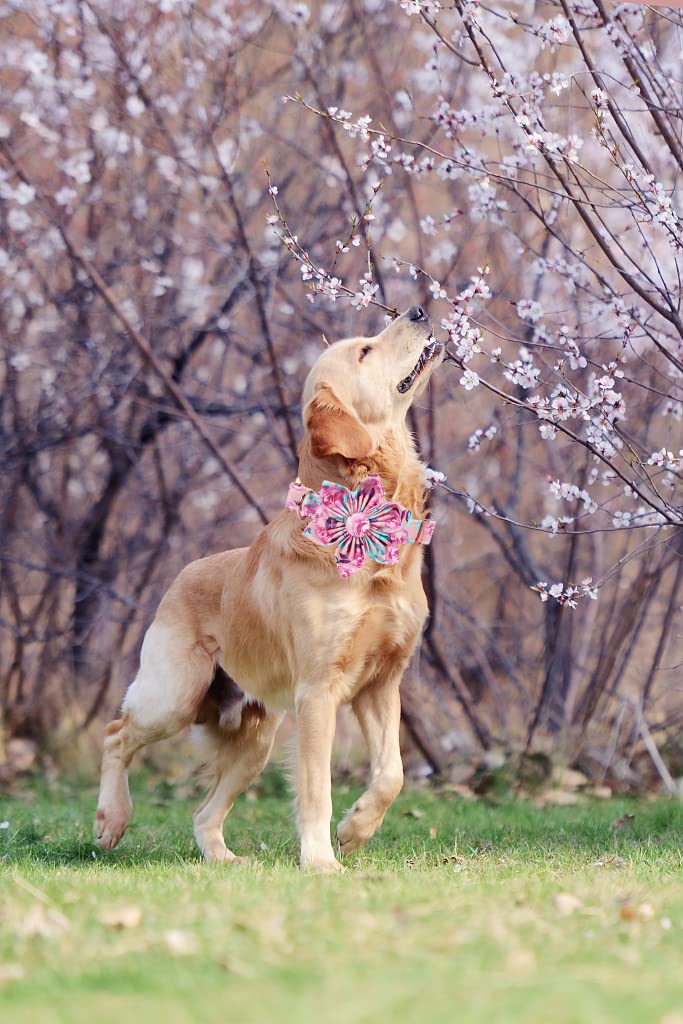 Lionheart Glory Dog Collar, Pink Dog Collar With Flower, Cute Floral Pattern Pet Collar Adjustable Dog Collar For X-Small Dogs