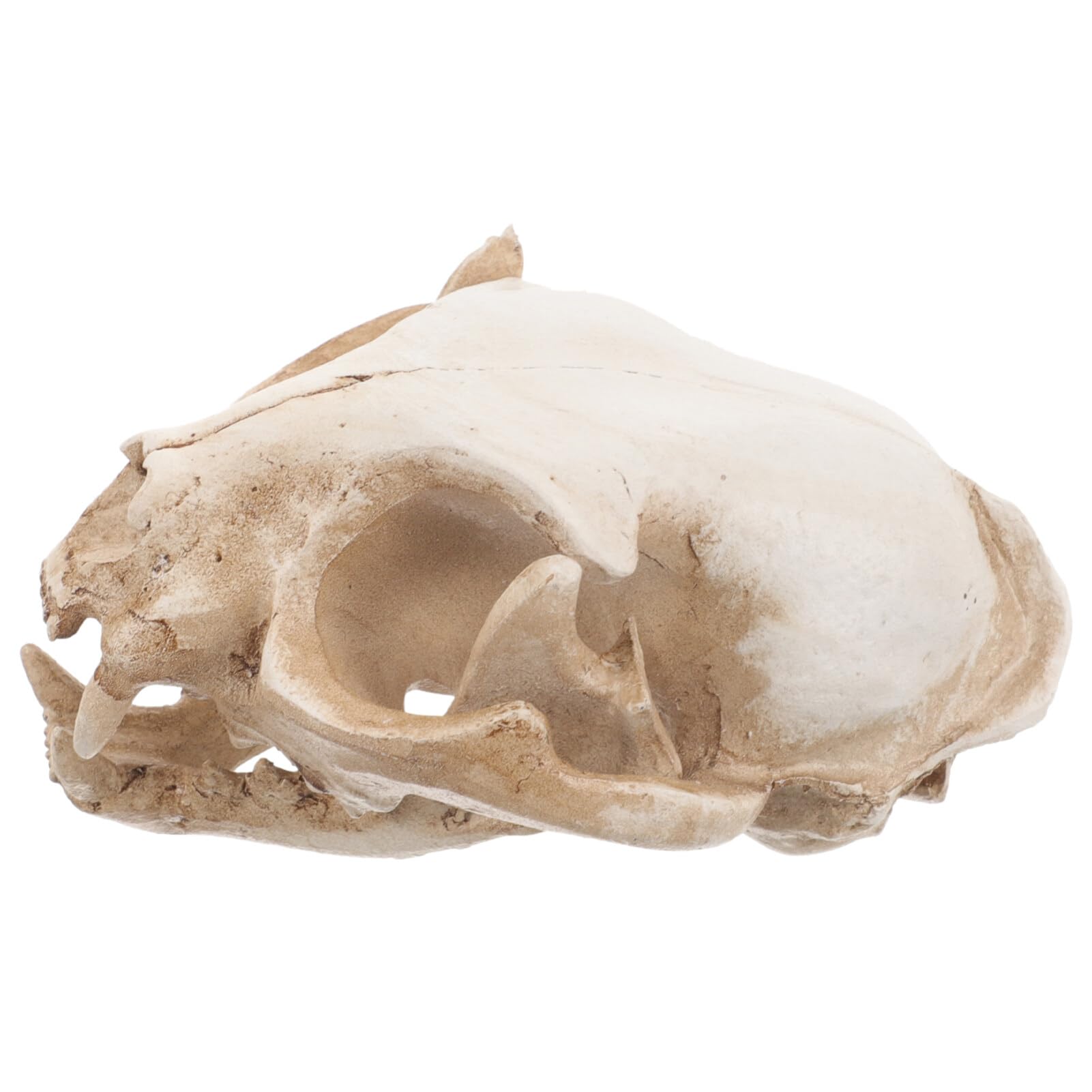 Amosfun Halloween Animal Scary Skeleton Props Resin Cat Skull Model Figurine Aquarium Fish Tank Landscape Decorations