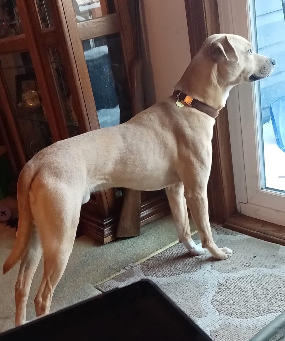 Ewinoom Soft Corduroy Dog Collar and Leash Set, Adjustable Cotton Dog Collars with Metal Buckle and Lead for Small Dogs,Brown