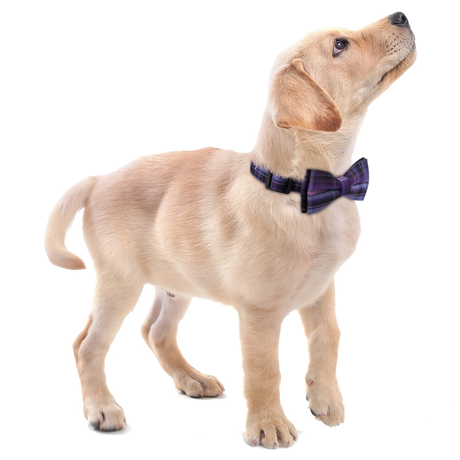 Faleela Soft &Comfy Bowtie Dog Collar,Detachable And Adjustable Bow Tie Collar,For Small Medium Large Pet (Purple, Medium (Pack