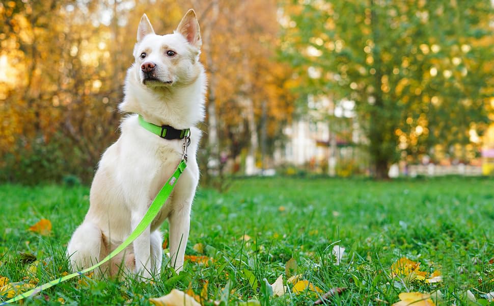 Penseepet Basic Dog Leashes 6 Ft Padded Handle Nylon Dogs Leashes For Medium Dogs Green