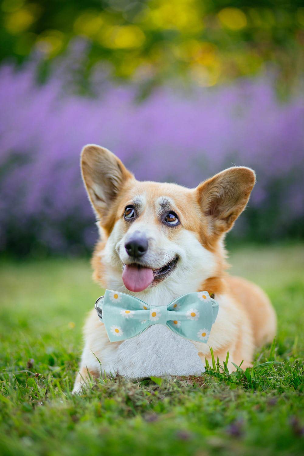 Maca Bates Summer Daisy Flower Dog Collar With Bow Bowtie For Dogs Adjustable Breakaway Bows Tie Bloom Flowers Collars Birthday