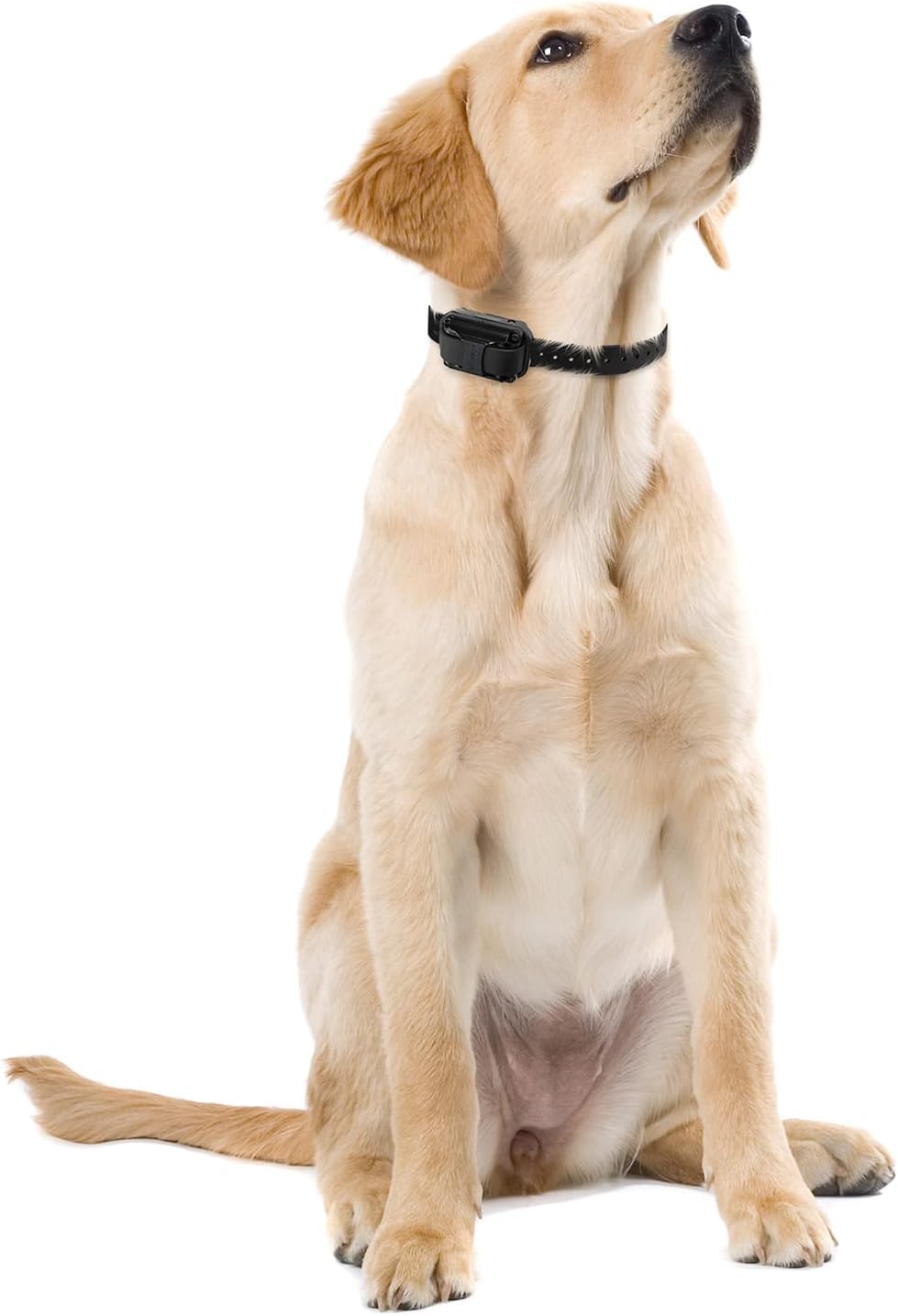 Educator Contact Points Remote Dog Training Collars, Stainless Steel, Long 3/4-Inch