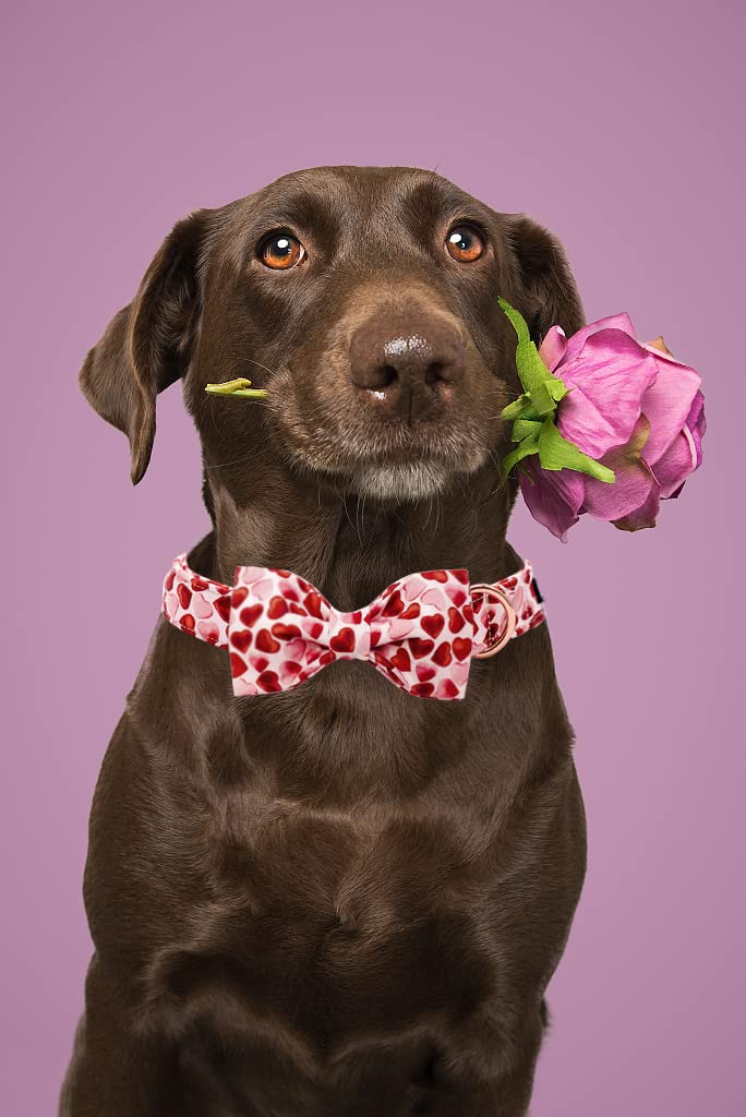 MACA Bates Valentines Day Dog Collar with Bow/Flower/Bow tie, Sweet Heart Adjustable Collar for Small Medium Large Dog with Meta