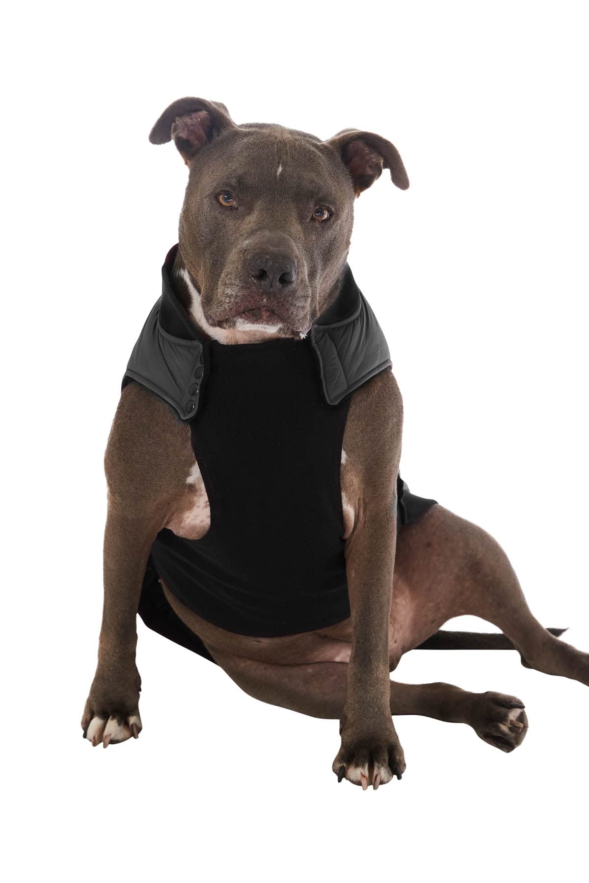 Espawda Aspen Stretch Comfort Padded Waterproof Puffer Jacket For Small, Medium And Large Dogs With Leash Attachment