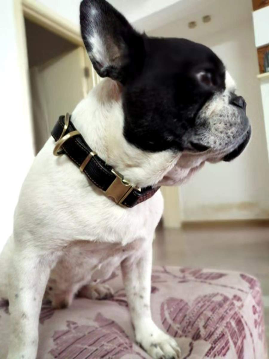 Chede Luxury Real Leather Dog Collar- Handmade For Medium And Large Dog Breeds With The Finest Genuine Leather Collar That Is St