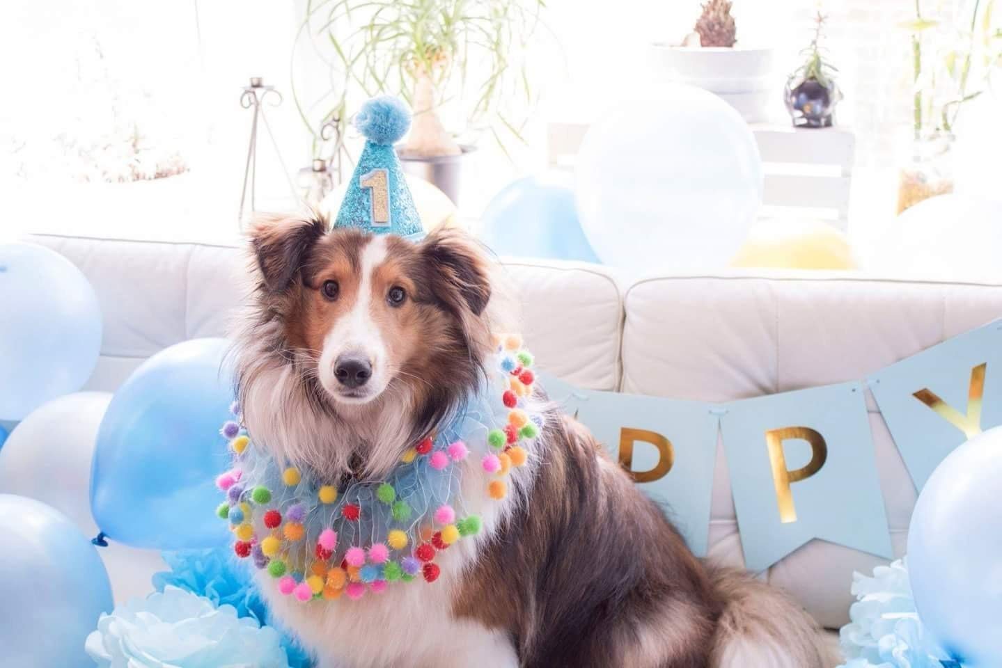 Pet Show 1Pc/Pack Blue Small Dog Birthday Party Hat For Boys Pets 1-Year-Old Cat Kitten Headband Grooming Accessories Costumes