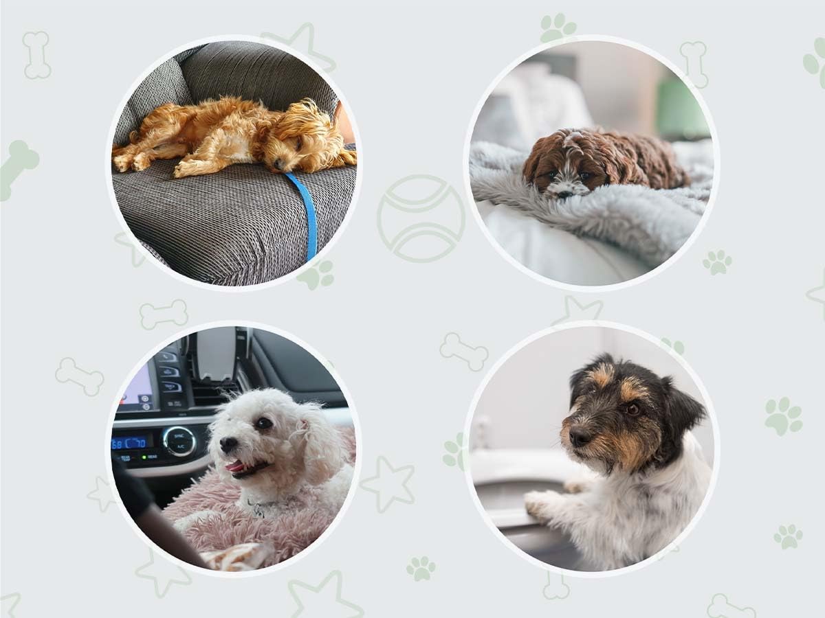 COCOYO Dog Training Pads?Carbon Absorb Eliminating Urine Odor Puppy Pads?Premium Charcoal Dog Pee Pads (100 Count, 17.5x23.5 inc