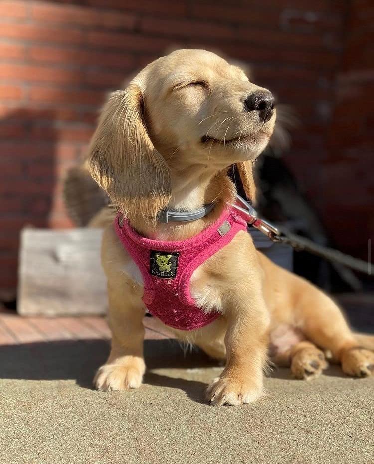 Ecobark Pink Xxxs Dog Harness, Soft Mesh No Pull Mini Body Halter For Toy Breeds Up To 10In, Escape Proof, Recycled Straps, Adju