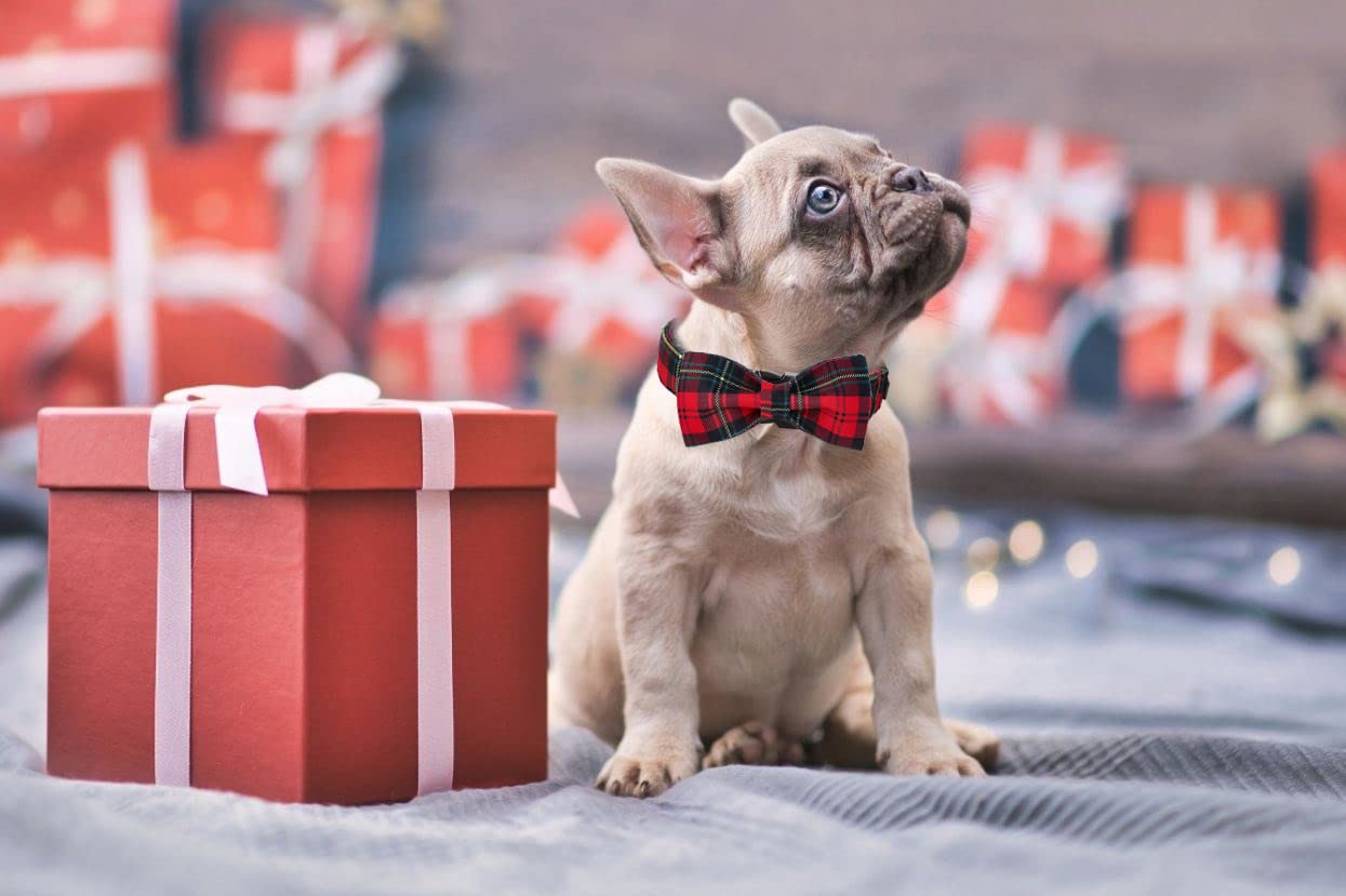 Lionet Paws Christmas Dog Collar With Bowtie, Dog Bowtie Collar With Metal Buckle For Dogs, Adjustable Comfortable Dog Collar Girl Boy Gift, M, Neck 13.5-22 In