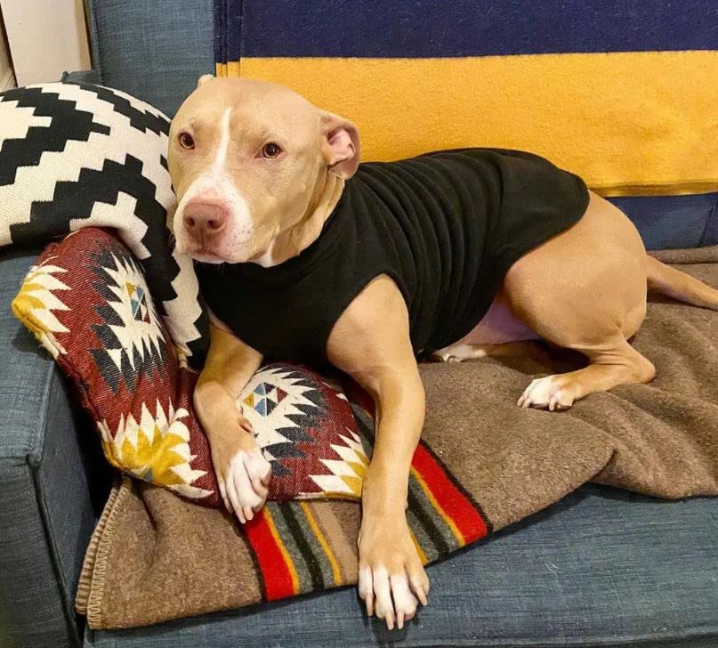 Gooby Stretch Fleece Vest Dog Sweater - Indigo Blue, Large - Warm Pullover Fleece Dog Jacket - Winter Dog Clothes For Small Dogs Boy - Dog Sweaters For Small Dogs To Dog Sweaters For Large Dogs