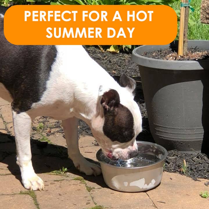 Neater Pets Polar Bowl - Freezer Bowl For Ice Cold Water For Dogs & Cats - Perfect For Hot Summer Days, (3.5 Cups)